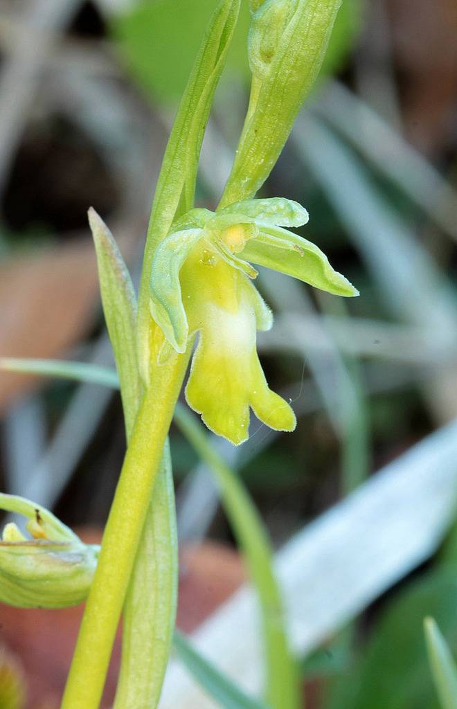 Ophrys insectifera hypochrome IMG_9753_zpshahmbsts