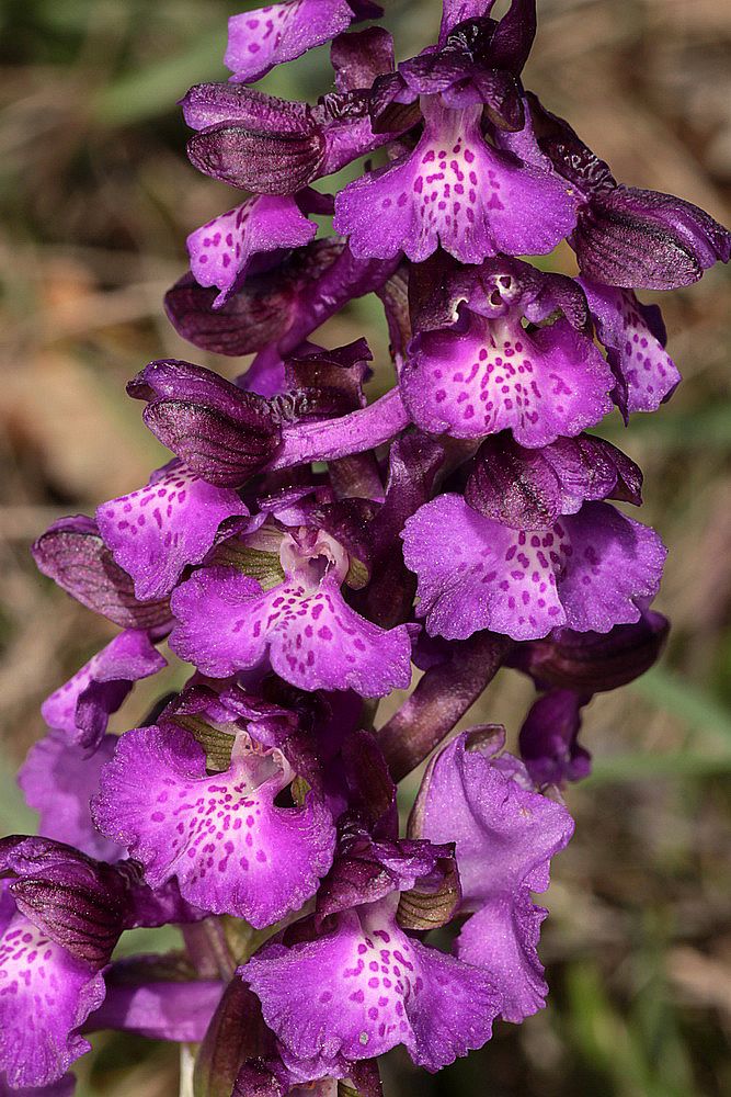 Anacamptis morio IMG_0697_zps3zejopdb