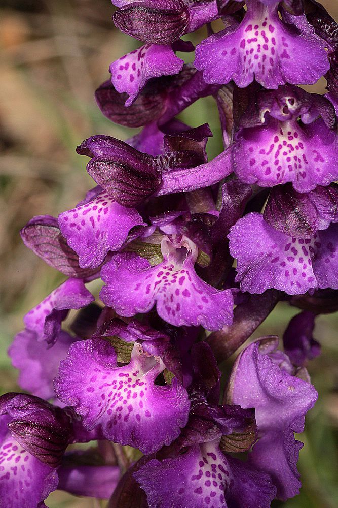 Anacamptis morio IMG_0698_zpsjt5obbhw