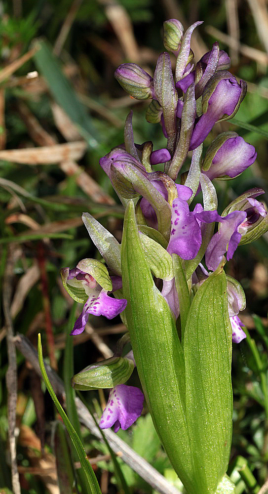 Variations sur Anacamptis morio IMG_0780_zpsz6bspnug