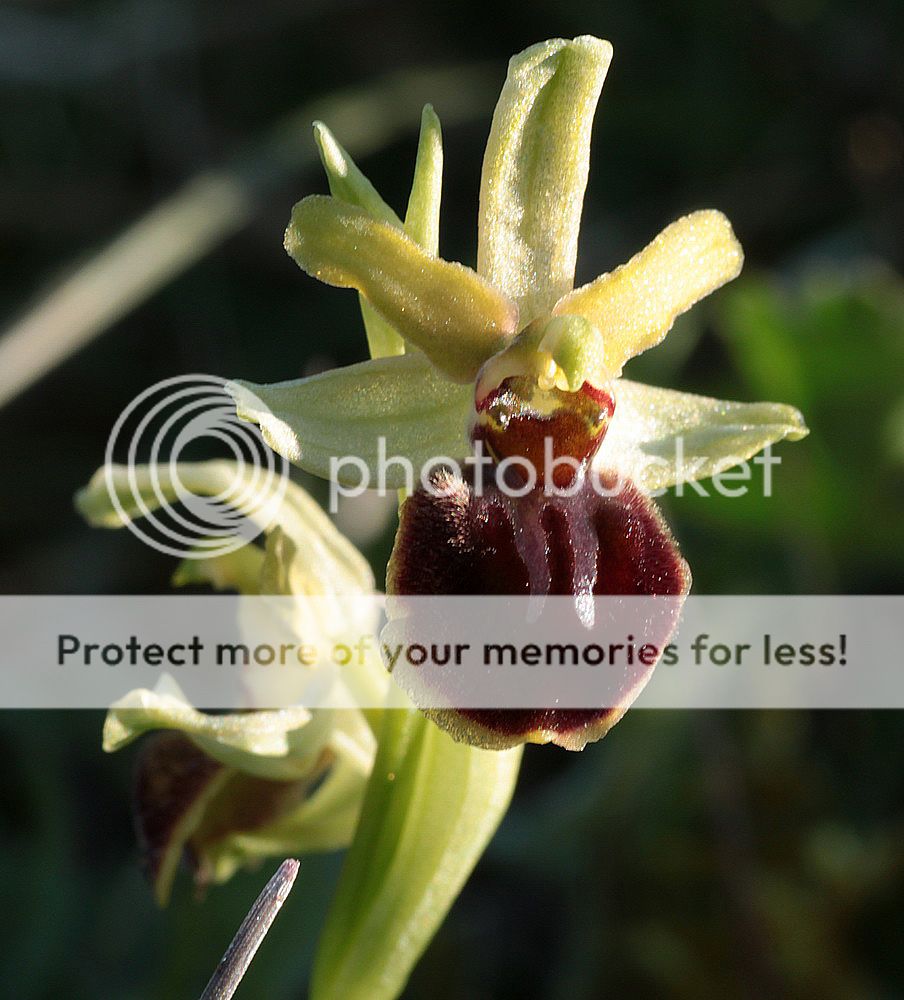 Ophrys sphegodes IMG_0658_zpsxnttwckf