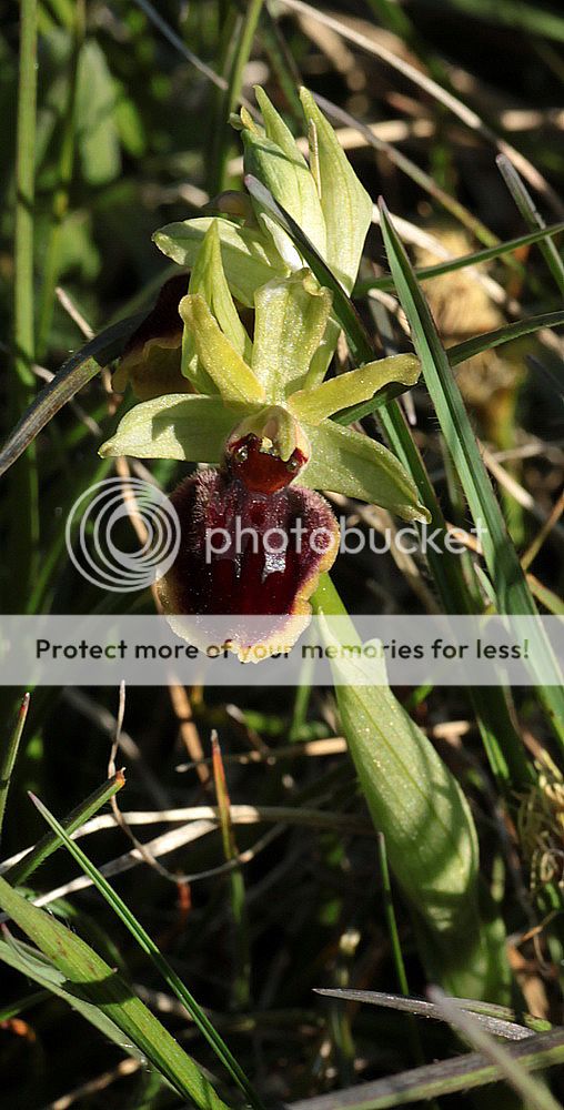 Ophrys sphegodes IMG_0686_zps7lweipaq