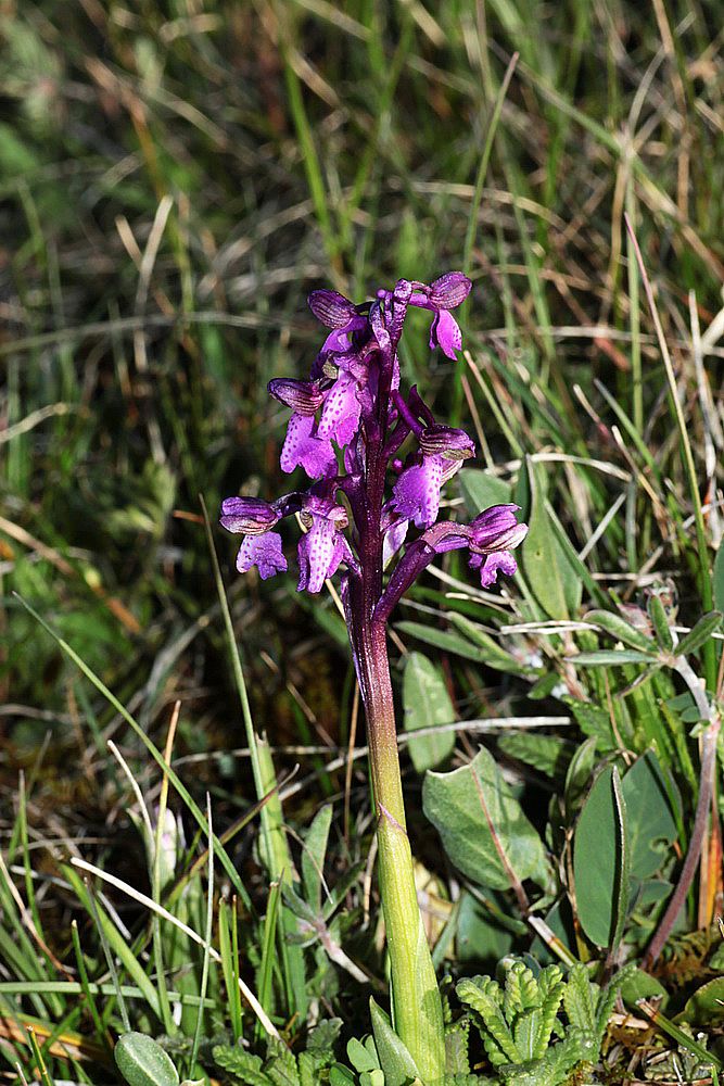 Anacamptis morio IMG_0689_zps37weiw7g