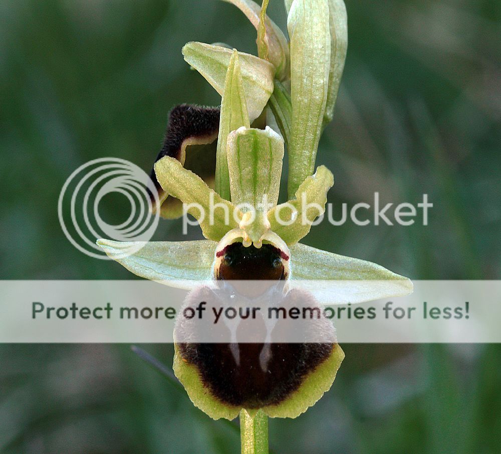 Ophrys sphegodes IMG_0692_zps7c3f0r7n