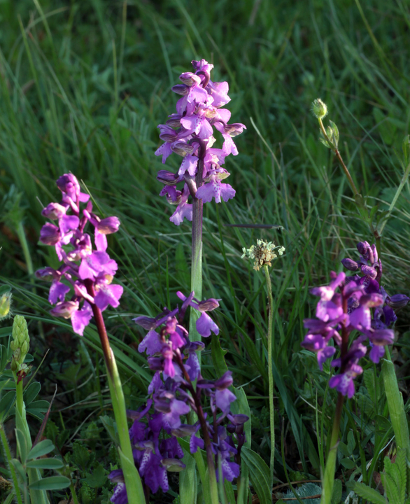 Variations sur Anacamptis morio IMG_0718_zps8hxtxhwc