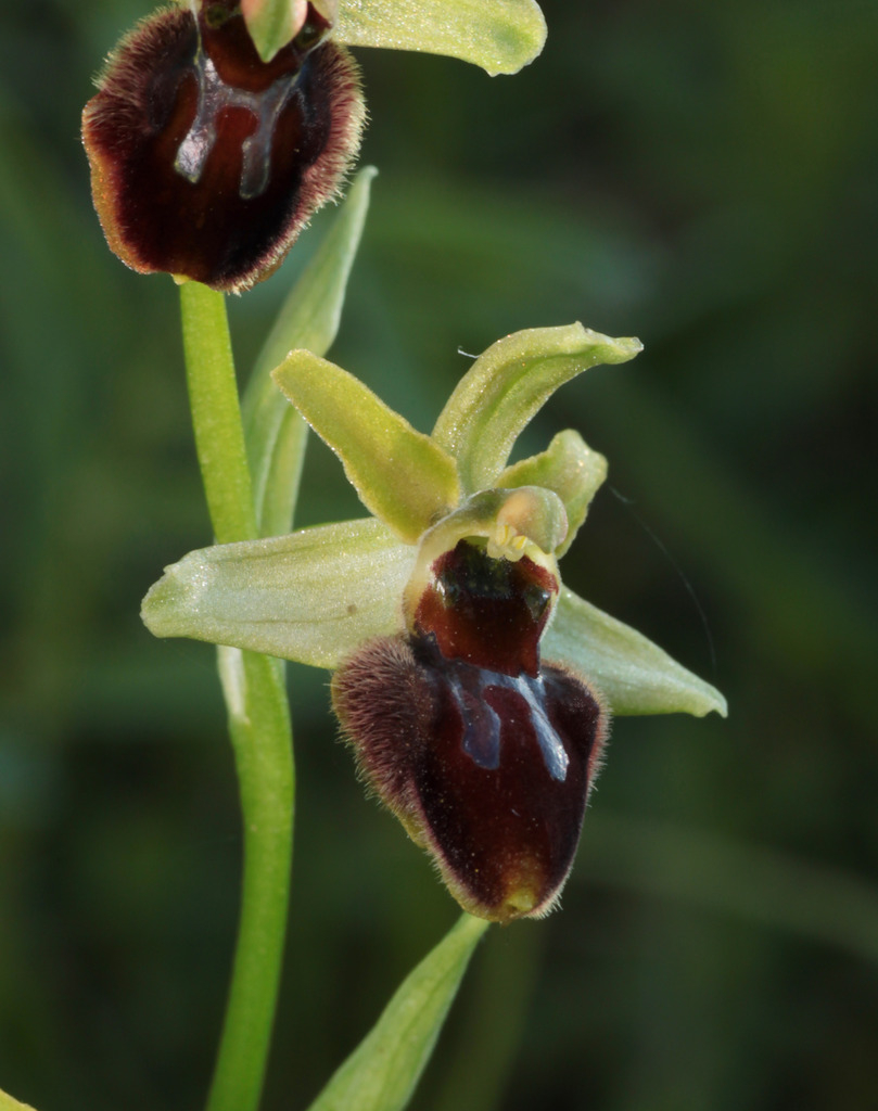 Ophrys aranifera IMG_0720_zpswb2kkxvk