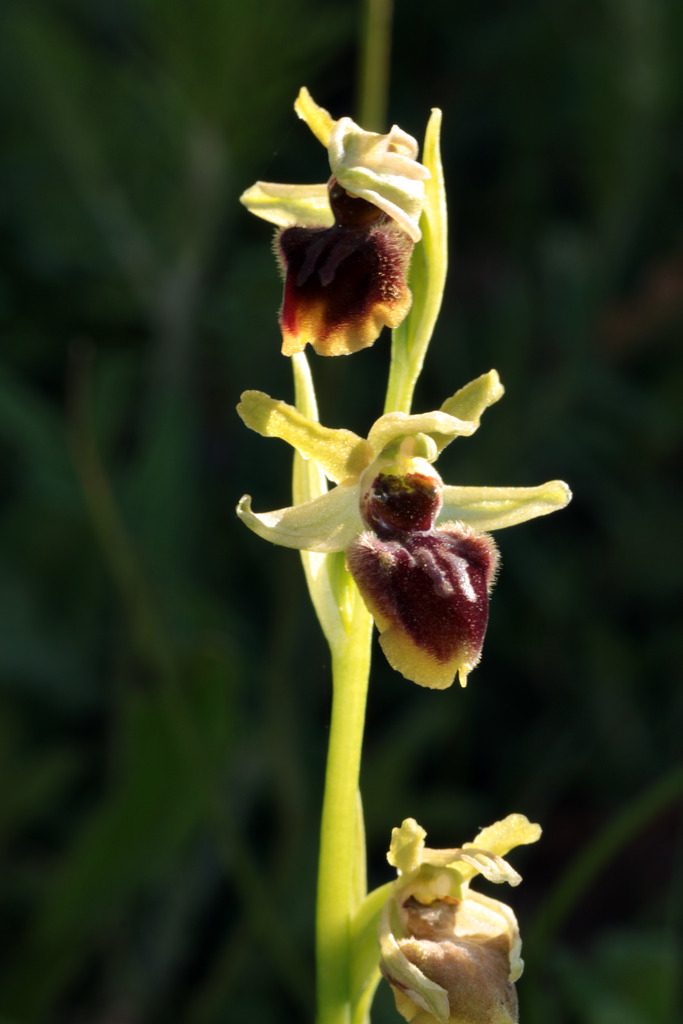 Ophrys aranifera IMG_0722_zps1wy9cxxf