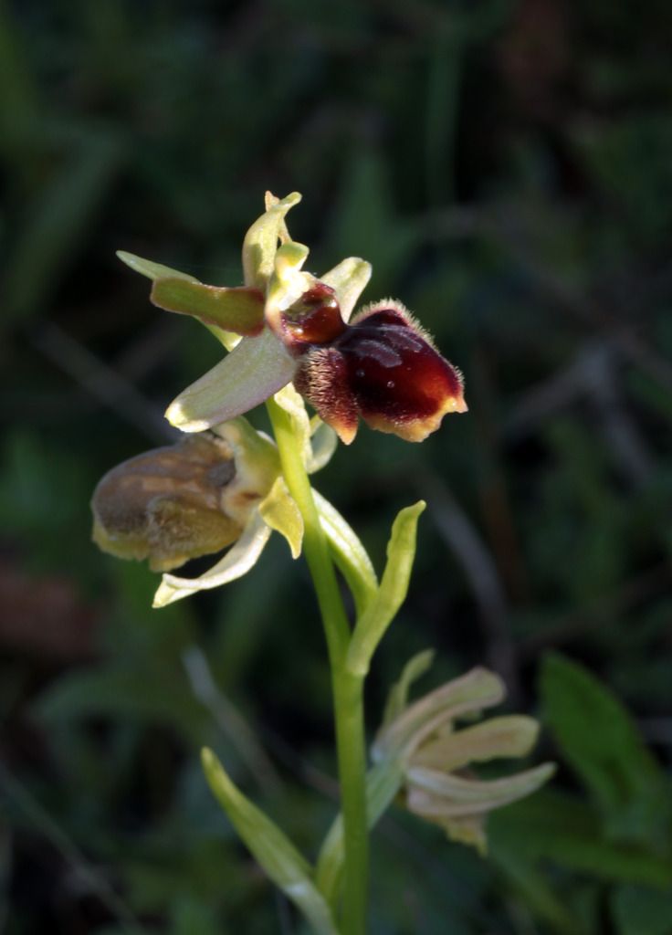 Ophrys aranifera IMG_0723_zpsazwhws8b