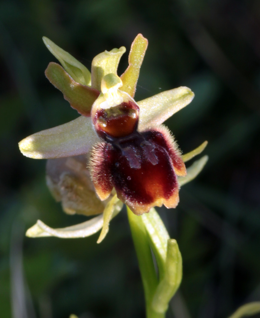 Ophrys aranifera IMG_0724_zpsvs555azd