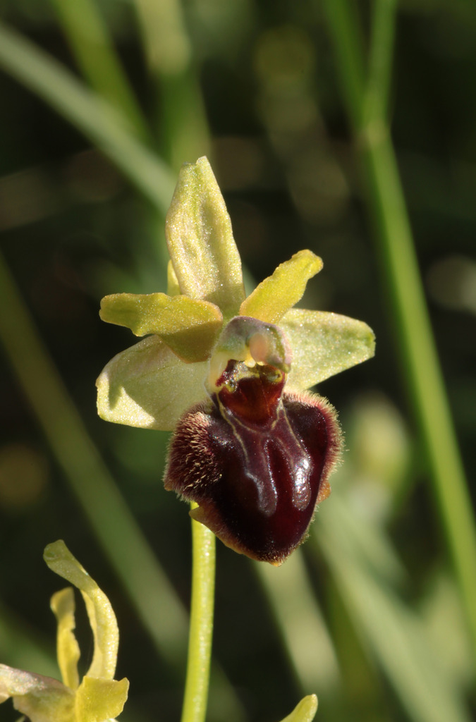 Ophrys aranifera IMG_0730_zps6a6w0vgs