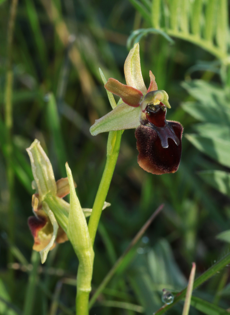 Ophrys aranifera IMG_0731_zpsn5simygo