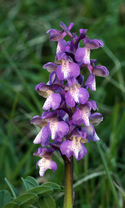 Variations sur Anacamptis morio IMG_0732_zps01dcswdz