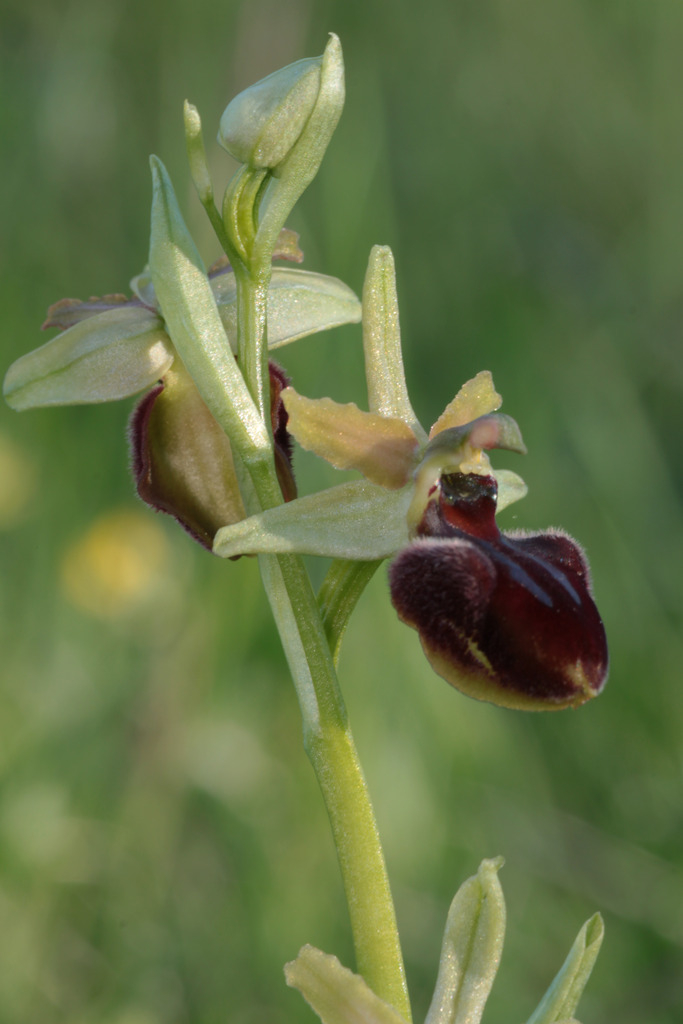 Ophrys aranifera IMG_0744_zpsrr8solag