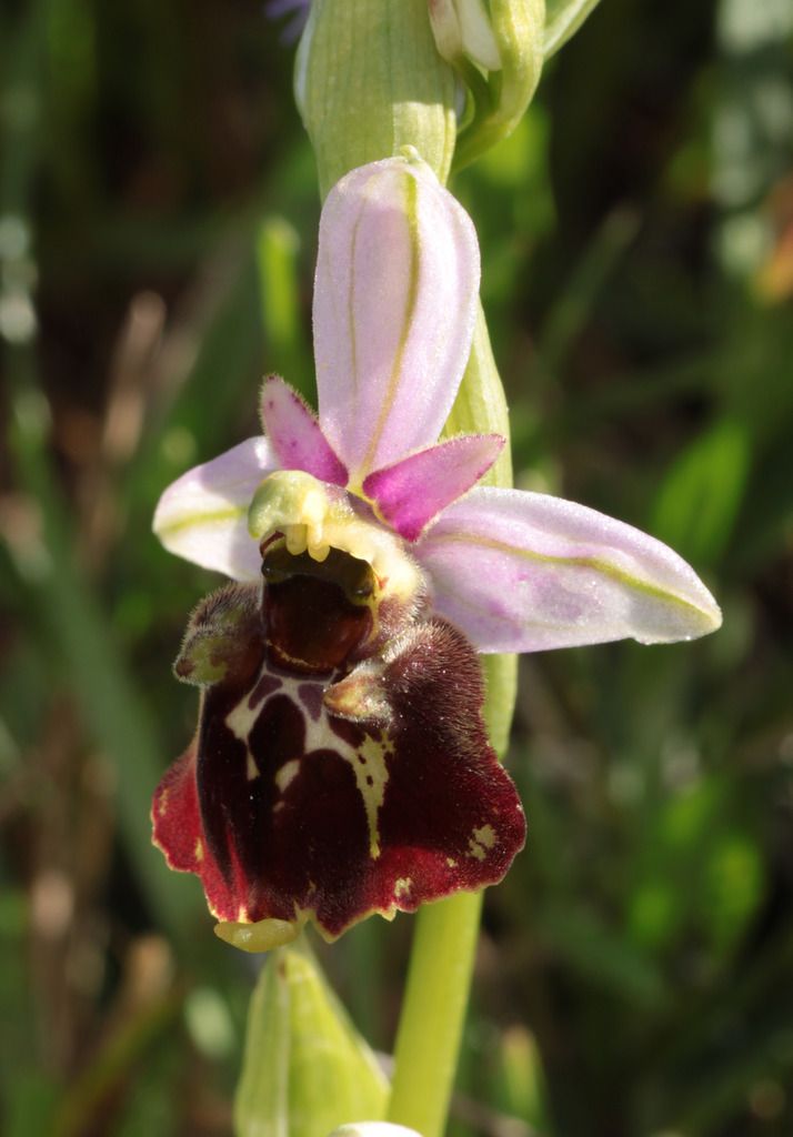Ophrys fuciflora IMG_0747_zpsjct2kubo