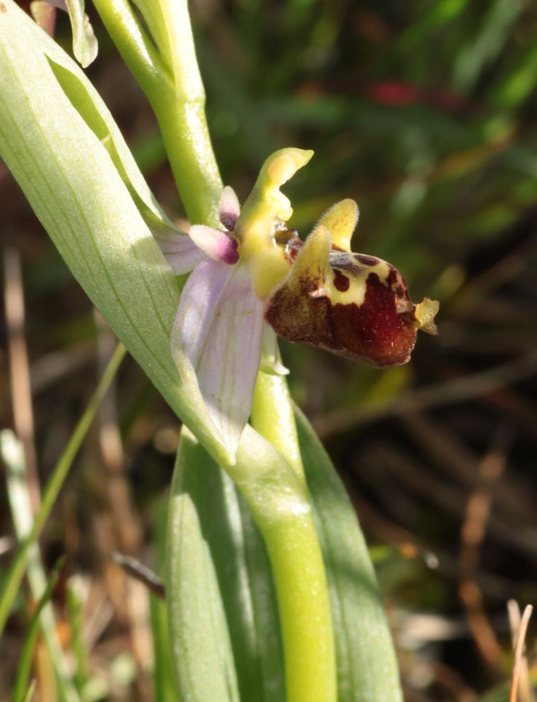 Ophrys fuciflora IMG_0748_zpss0epgcc0