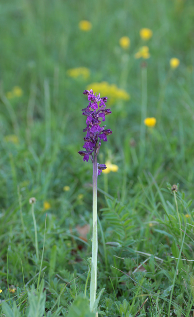 Variations sur Anacamptis morio IMG_0767_zpsv8v3mrr9