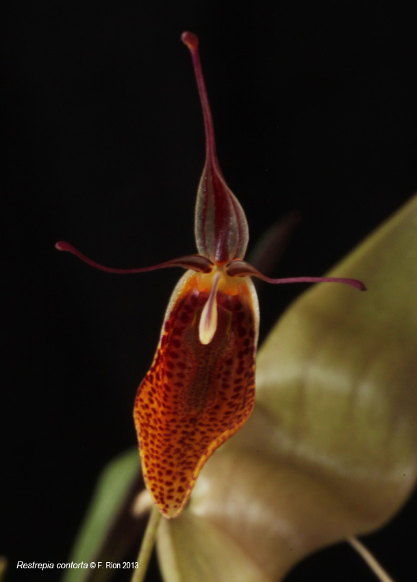 Restrepia contorta IMG_6262