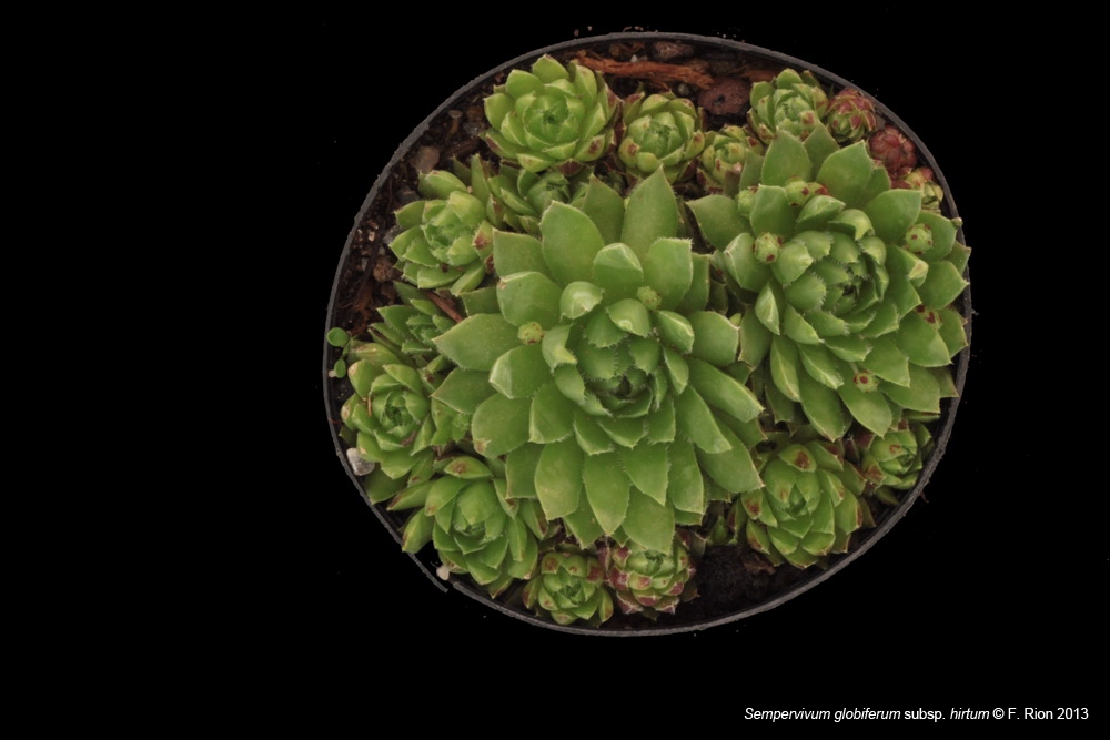 Sempervivum, un petit mélange Jhirta_zpscf0f778c