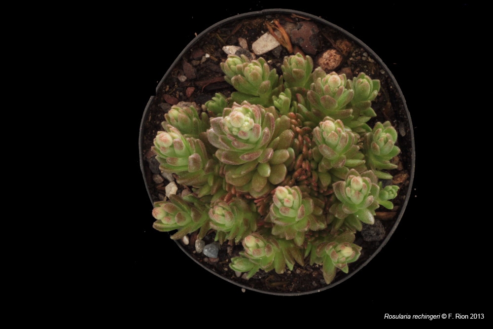 Sempervivum, un petit mélange Rrechingeri_zpsa743f914