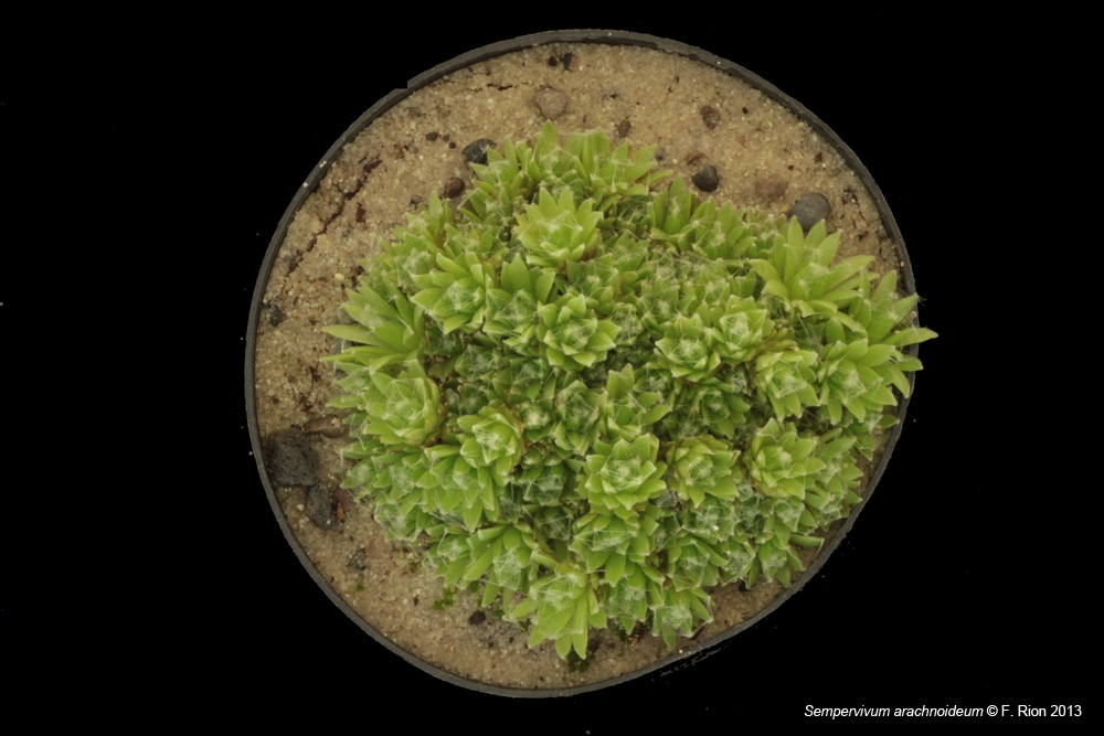 Sempervivum, un petit mélange Sarachnoideum_zps6b5dc401