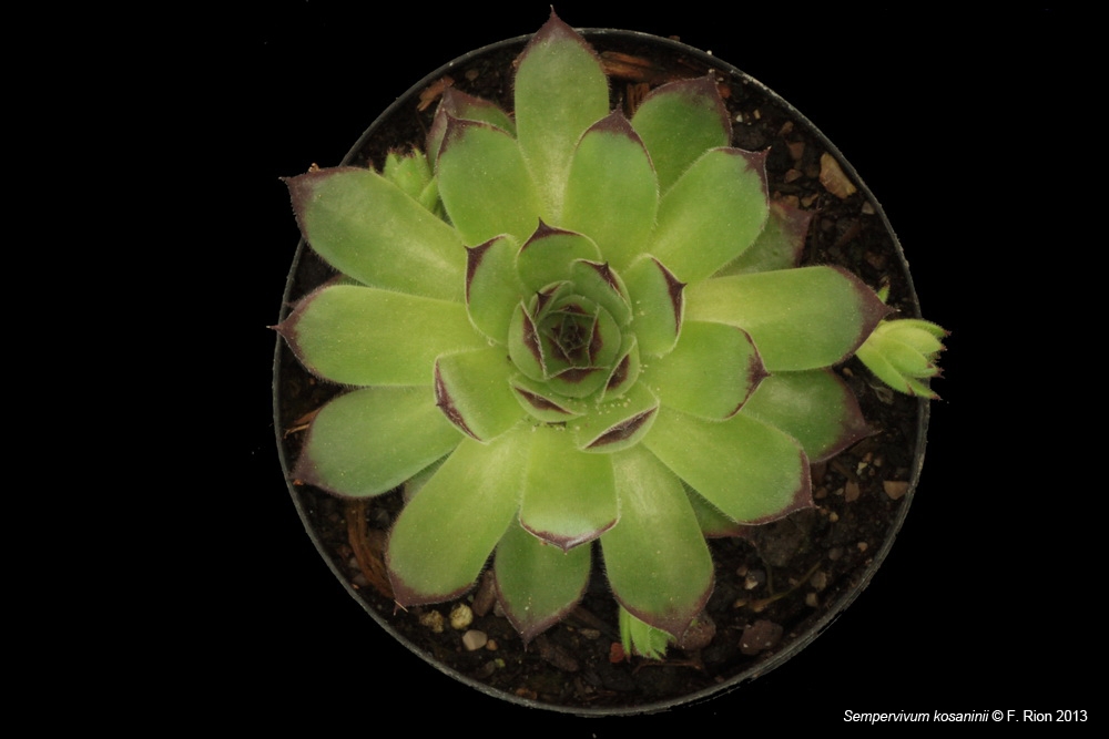 Sempervivum, un petit mélange Skosaninii_zps39c6da6f