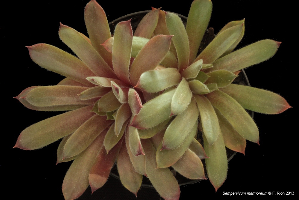 Sempervivum, un petit mélange Smarmoreum_zpseb13f681