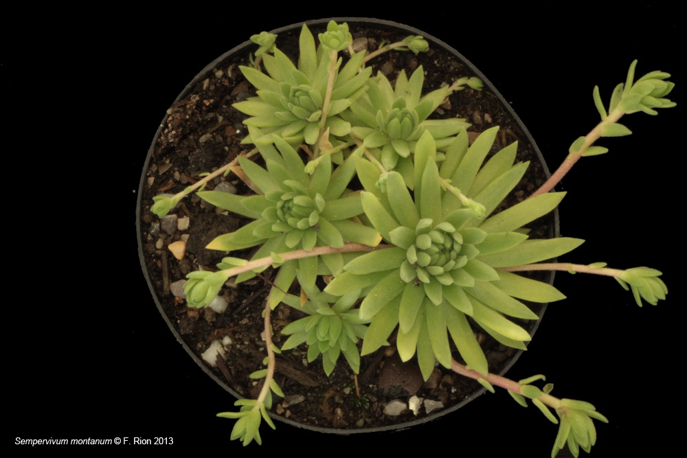 Sempervivum, un petit mélange Smontanum_zps9dee19a5