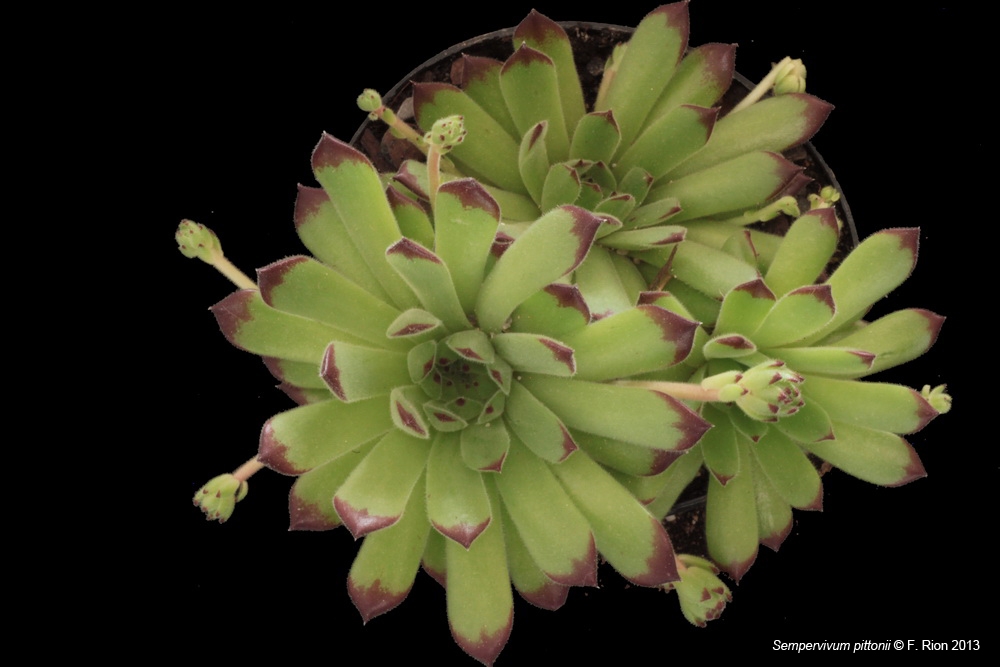 Sempervivum, un petit mélange Spittonii_zps80d2e9da