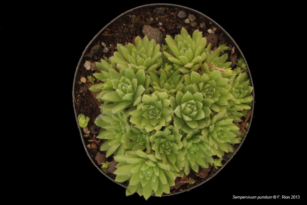 Sempervivum, un petit mélange Spumilum_zps9cf18d9a