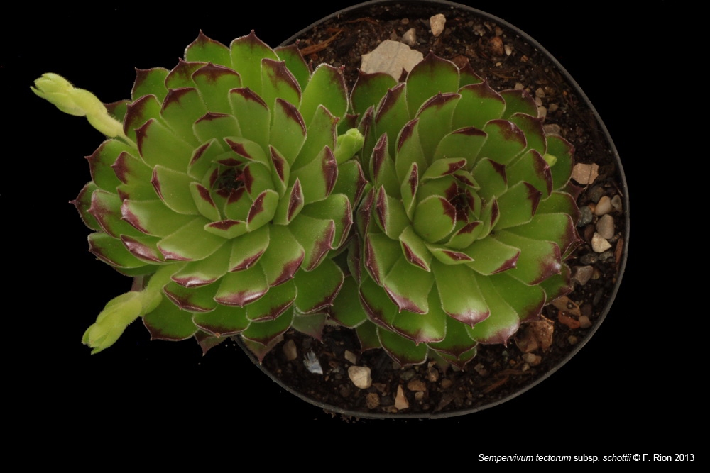 Sempervivum, un petit mélange Stectorumschottii_zps26a79412