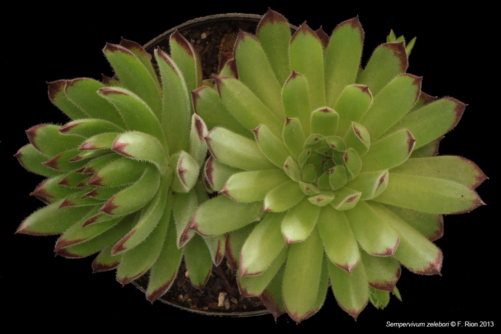 Sempervivum, un petit mélange Szelebori_zpsd8372d72