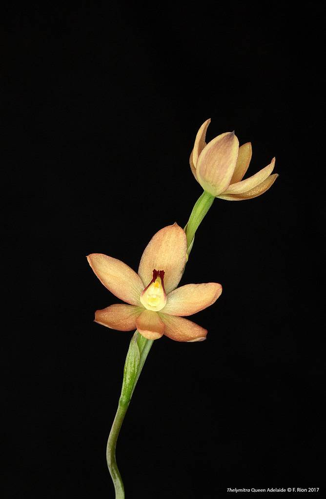 Thelymitra Queen Adelaide IMG_2737_zpsk47kvhzy
