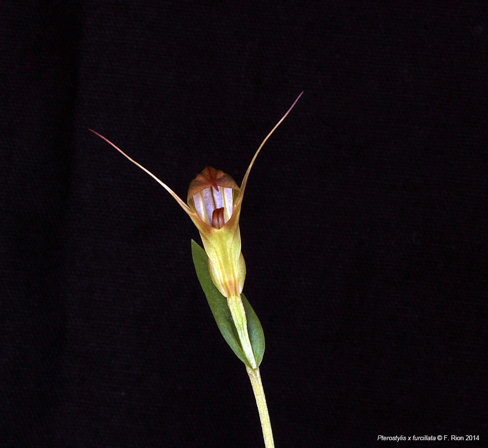 Pterostylis x furcillata IMG_0018_zpsb7d36cc6