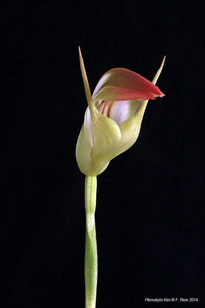 Pterostylis Kini (Pterostylis (nutans var. alba x stricta) x baptistii) IMG_0076_zpse422c080