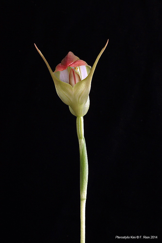 Pterostylis Kini (Pterostylis (nutans var. alba x stricta) x baptistii) IMG_0078_zps4937f5b1