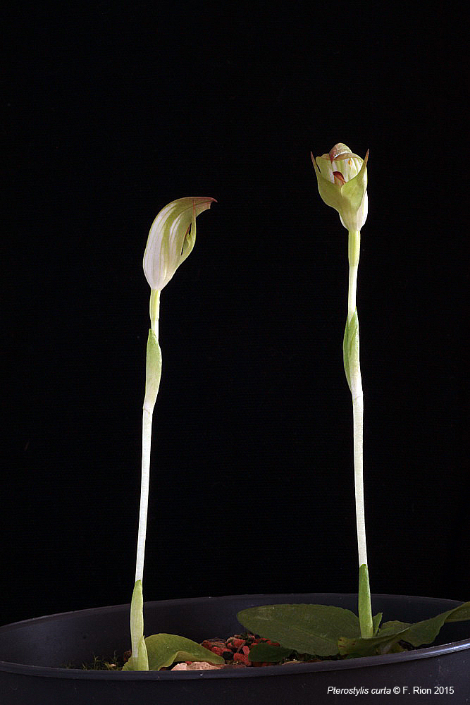 Pterostylis curta IMG_0324_zps9bac0366