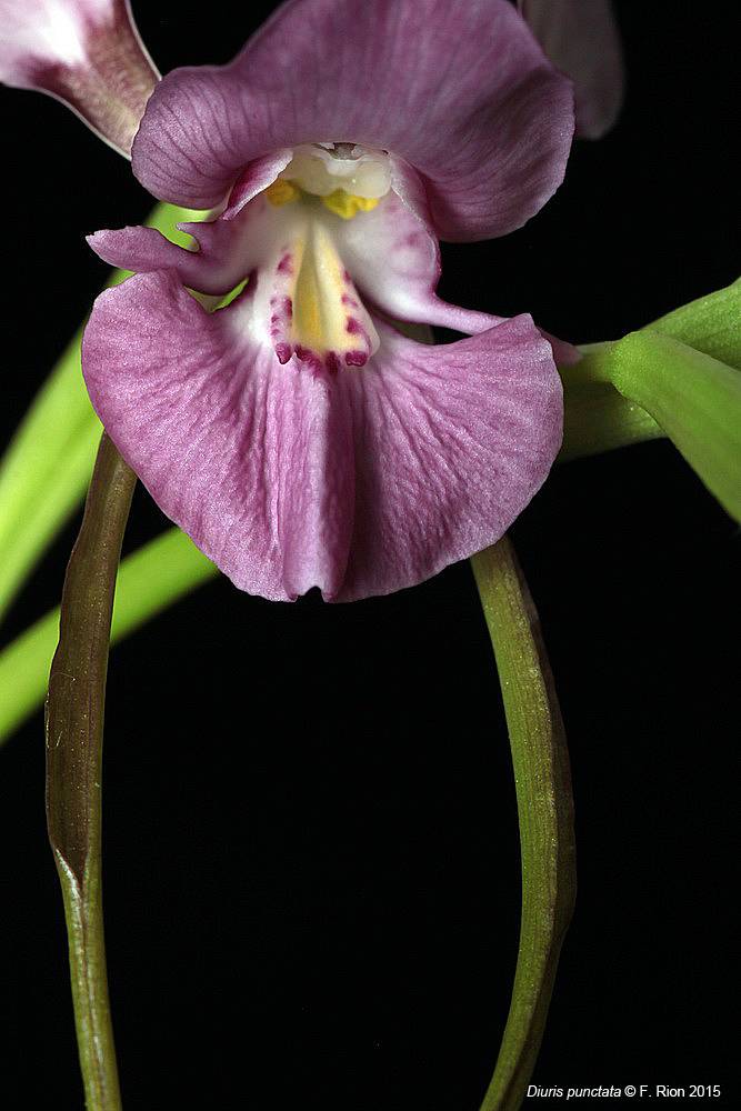 Diuris punctata IMG_0570_zpsuj0gdyti