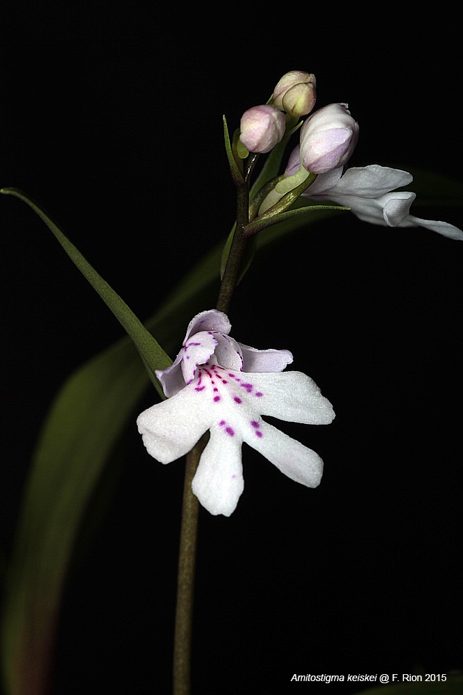 Ponerorchis keiskei (ex Amitostigma keiskei) IMG_0863_zpsoijwnxq0