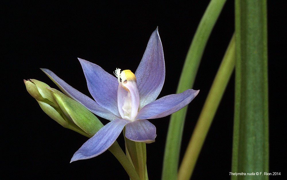 Thelymitra nuda IMG_10006_zpsa7520591