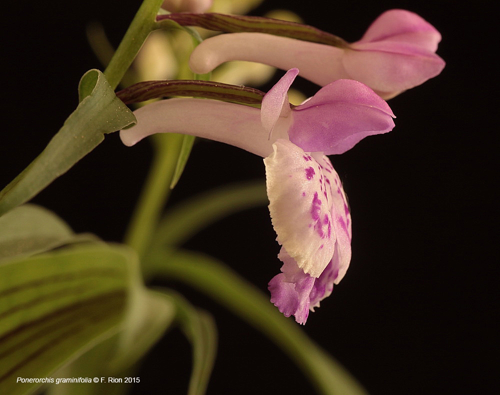 Ponerorchis graminifolia IMG_1058_zpssutaqhr5