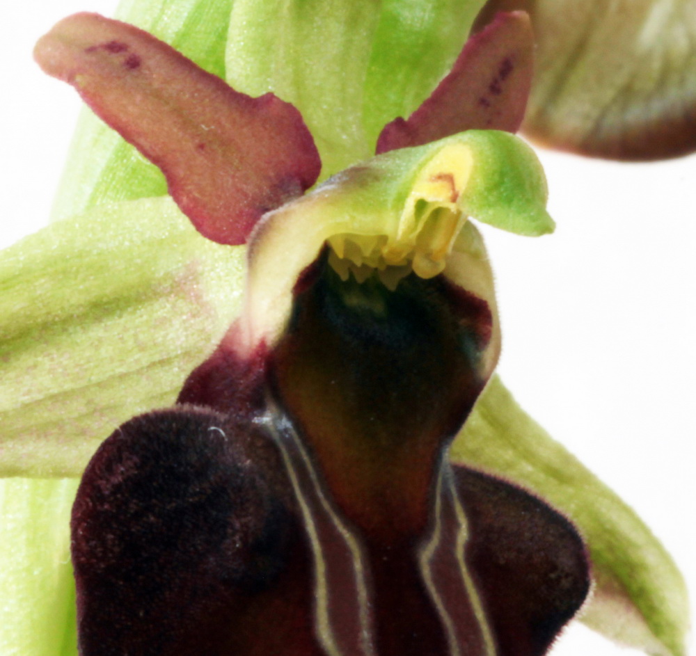 Ophrys mammosa ssp. mammosa... ou pas IMG_8227_zpsc2260696