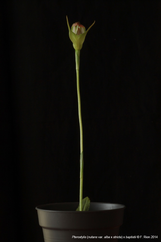 Pterostylis Kini (Pterostylis (nutans var. alba x stricta) x baptistii) IMG_8296_zps0c0f68fe