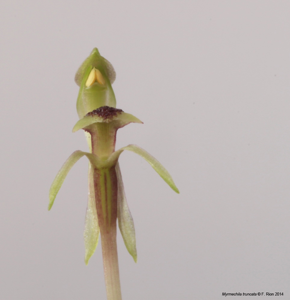 Chiloglottis truncata (ex Myrmechila truncata) IMG_8324_zps1e6af76c