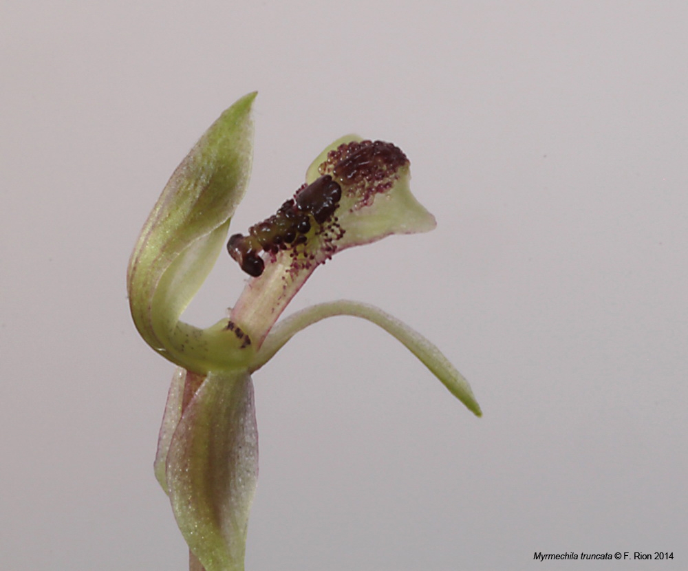 Chiloglottis truncata (ex Myrmechila truncata) IMG_8330_zps30f1744a