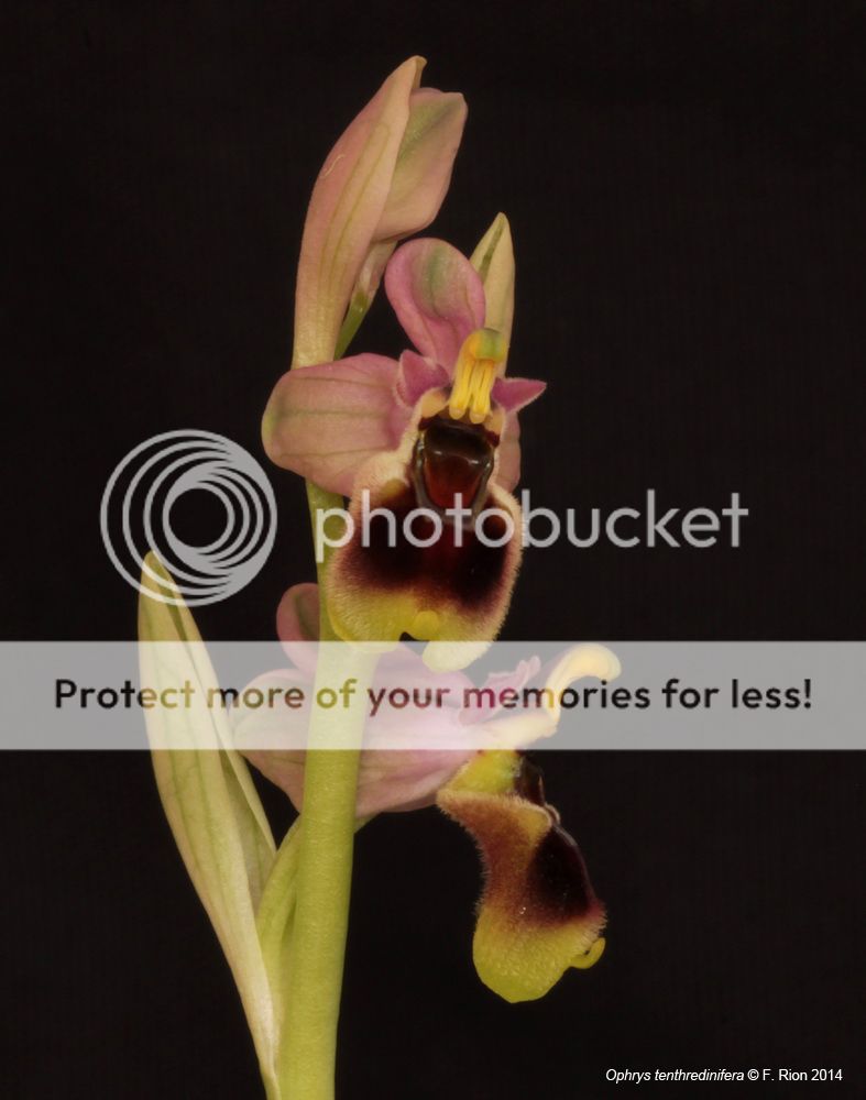 Ophrys tenthredinifera IMG_8460_zps72edcd86