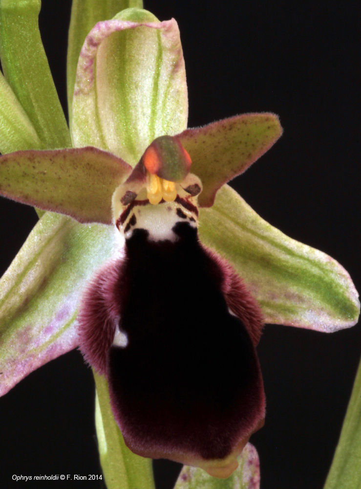 Ophrys reinholdii IMG_8477_zpsd369ffe4