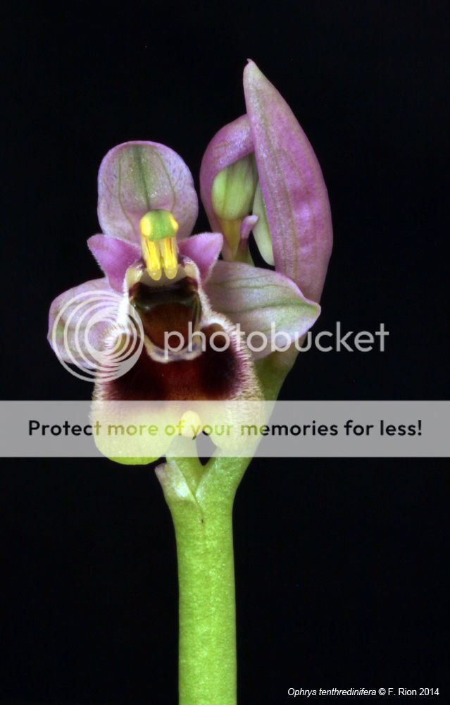 Ophrys tenthredinifera IMG_8482_zps44551d89