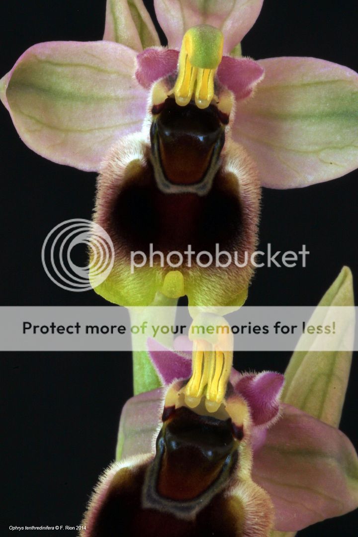 Ophrys tenthredinifera IMG_8485_zps2211eb2a