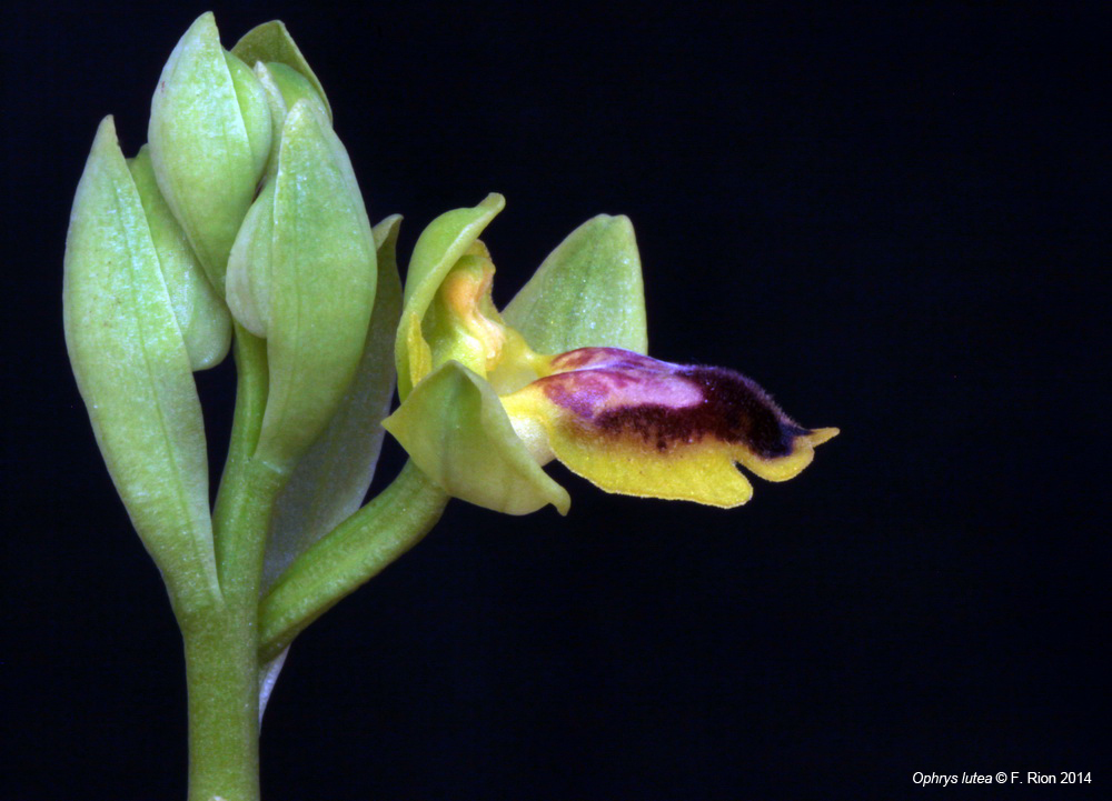 Ophrys lutea subsp. galilaea IMG_8490_zps59de7c1b