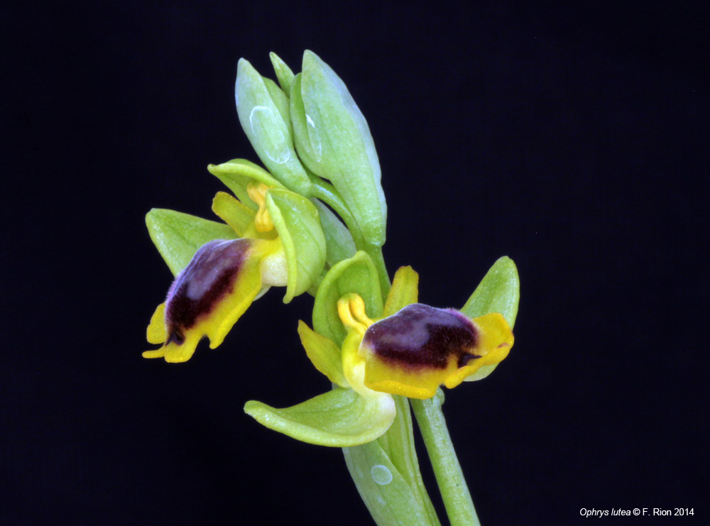 Ophrys lutea IMG_8503_zpscfb4969f